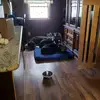 Trisha Lane-Harper - @mycrazydogs7 - TikTok