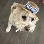Trisha Lott - @trishalott - Instagram