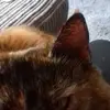 trisharlott - @trisharlott - TikTok