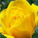Trisha Stephens Marshall - @tpatmar2023 - Instagram