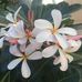 Trish Mrotek - Facebook