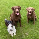 Trish Neel-Wilson - @trishneelwilson - Instagram