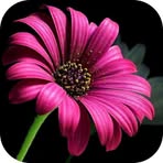 Trisha Peters - Facebook
