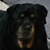 Trisha Priest - @trisha.priest15 - TikTok