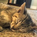 Trisha Simmons - @my.life.in.cats - Instagram