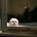 Trish Stauffer - Facebook