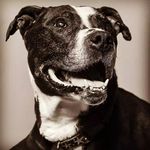 Trisha Torres - @juno_bugs_mom - Instagram