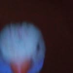 tristanackermann - @tristanackermann8 - Instagram