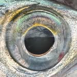 Tristan Mann - @t.mannfishes - Instagram