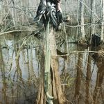 Tristen McDaniel - @bluecollarduckin - Instagram