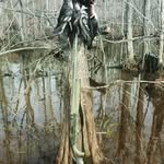 Tristen McDaniel - @bluecollarduckin - Instagram