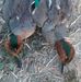 Troy Abbott - Facebook
