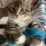 Troy Baughman - @troy_catdad - Instagram