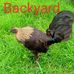 Troy Backyard - Facebook