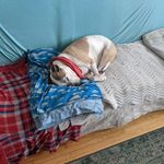 Troy Behnke - @lttlbandwdog - Instagram
