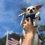Troy Benson - @wehochihuahua - Instagram