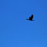 Troy | Bird Photo Admirer - @tori.gai - Instagram