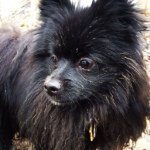 Troy Bonner - @troypup43 - Instagram