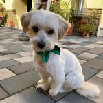 Troy&Cody - @troy_and_cody - Instagram