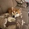 Troy Cullen - @troy.cullen4 - TikTok