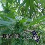 Troy Curtis - @troy.curtis.169 - Instagram