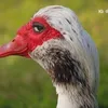 troydan - @yeetmon169 - TikTok