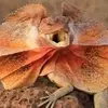 Buck tooth lizard - @troy.darling8 - TikTok