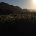 Troy Dutton - @nommyboi - Instagram