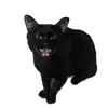Troy Dyer - @troydyerthecat - TikTok