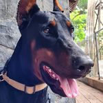 Troy, Foxter, Bonbon, Bearus, Luna, Peanut - @troy_foxter_bon2_bearus_luna - Instagram