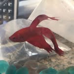 Troy Fulton - @troy_the_fish - Instagram