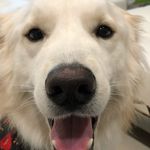 Troy Garcia - @troy_the_golden_boy - Instagram