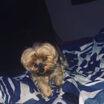 Troy Goode - @tg_happydays - Instagram