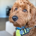 Troy, the goodest boy - @troy_goodestboy - Instagram