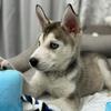 Troy 🐶🐺 - @troy.husky - TikTok
