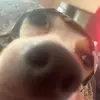 Dolly in Cali - @hyderrtroy - TikTok