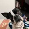 Troy Ignacio - @troy_dog25 - TikTok