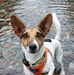 Troy the Jack Russell - Facebook