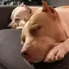 kaiser_y_Troya - @kaiser_y_troya - TikTok