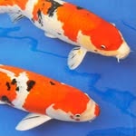 Troy Kummer - @troys_koi - Instagram