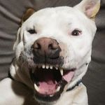 troy Leatherman - @leathermantroy - Instagram