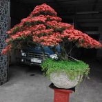 Tri Le Van - Facebook
