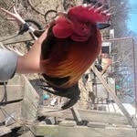 Troy Madison - @troymadison716 - Instagram