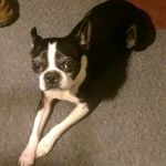 Troy Mcclanahan - @tyrannicalterrier - Instagram