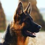 Troy Mentzer - @basketball_troy - Instagram