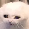 R.I.P_DIO - @huberttroymesa8 - TikTok