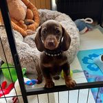 Basil troy Pennington - @basil_my_hot_dog - Instagram