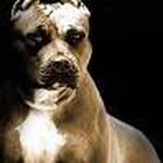 Troy Provost - @provosttroy - Instagram