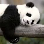 Troy Redwine - @pandasforlife44 - Instagram