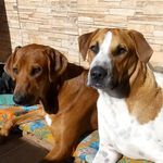 Cacau Dandara e Troy Rex - @cacauetroy - Instagram